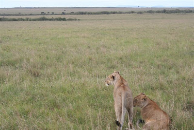 Kenya Mara