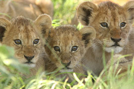 Lion Cubs Kruger National Park
