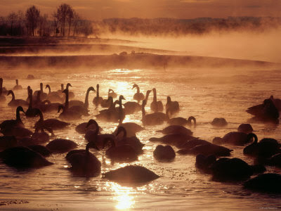 Tokachi River Whooper Swans