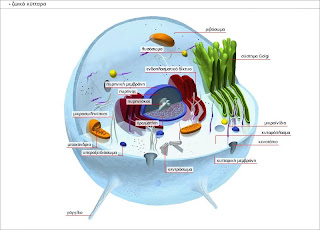 τι ειναι το κυτταρο και ποια οργανιδια γνωριζετε