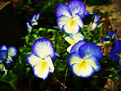 Pansy
