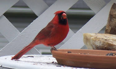 Cardinal