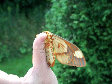 Regal Moth