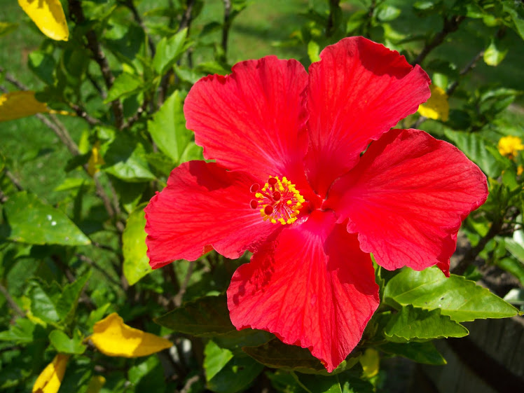 Red Beauty