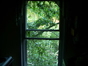 Kitchen Window...not even a screen was torn!