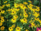 Black Eyed Susans