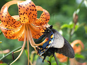 Pipevine Swallowtail (Battus Philenor)