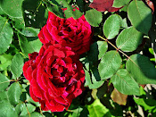 First Roses of the year