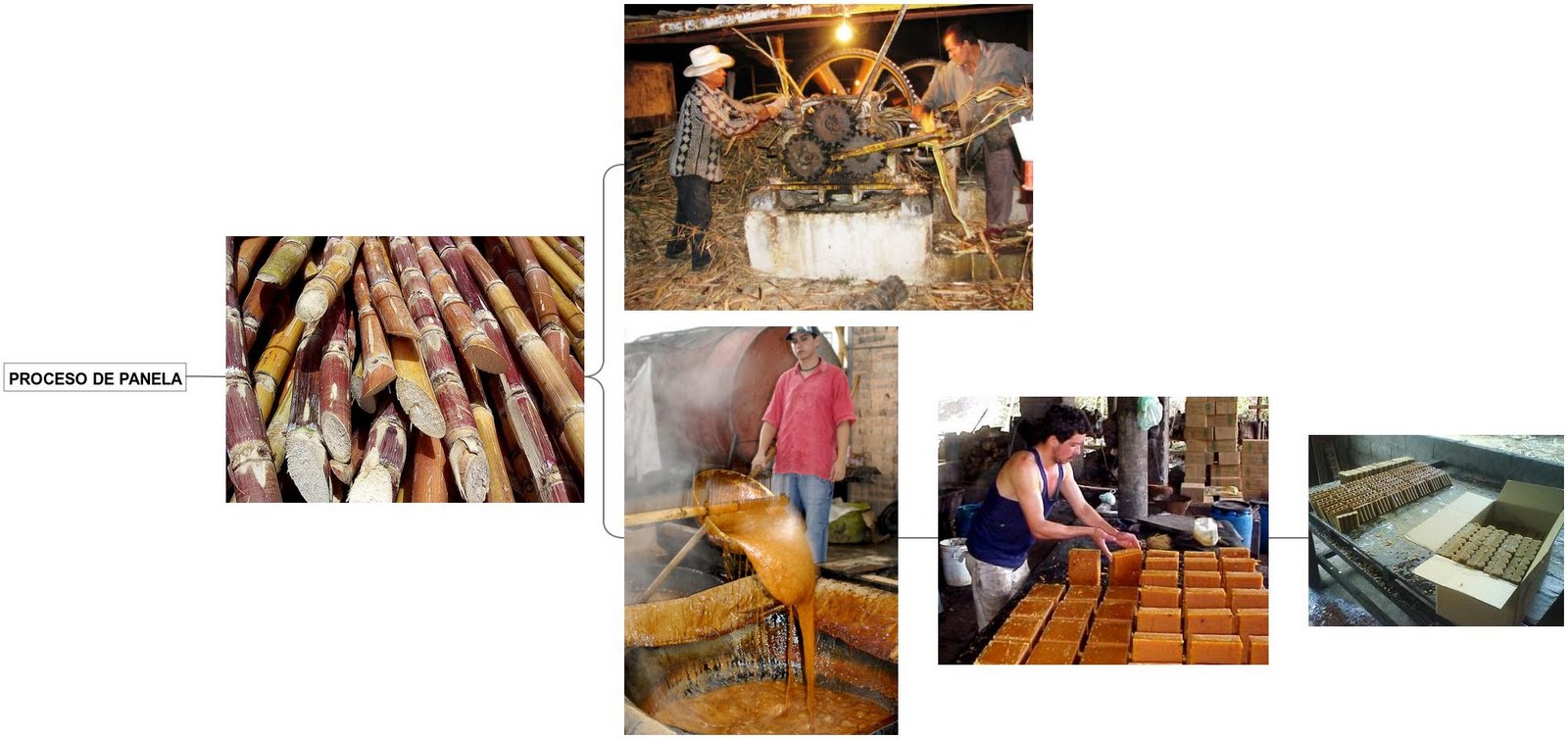 PROCESO DE LA PANELA