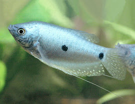 THREE SPOT GOURAMI