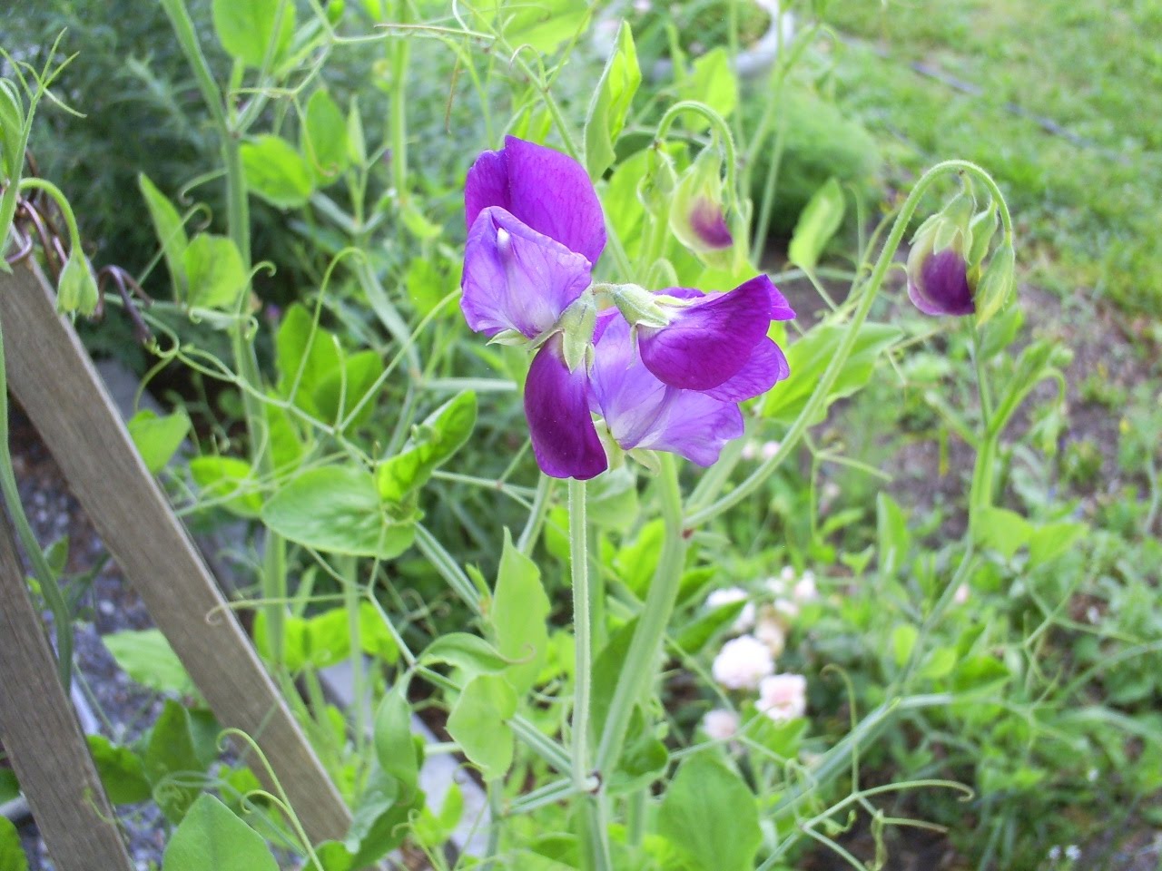 Muscari Musings Sweet Peas 