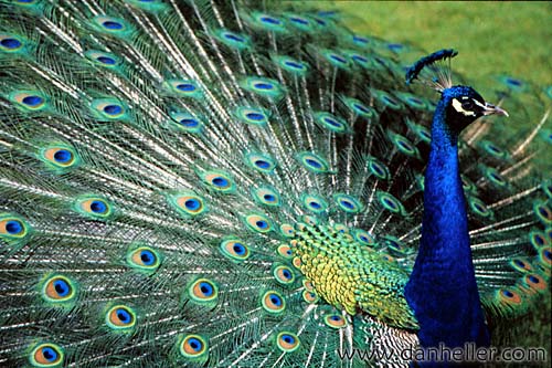 [peacock-big[1].jpg]