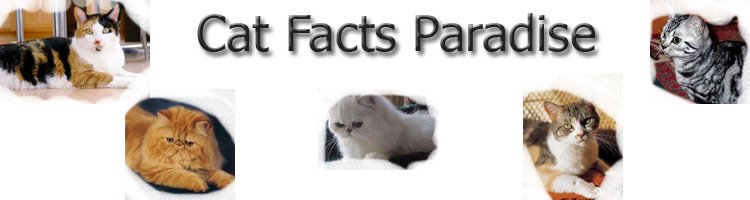 Cat Facts Paradise