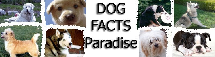 Dog Facts Paradise