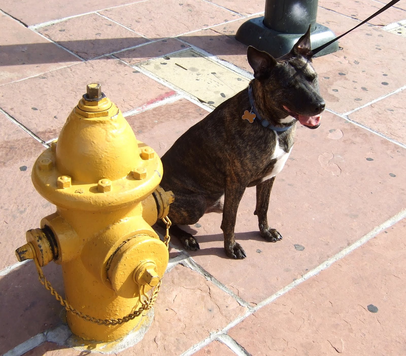[fire+hydrant.JPG]