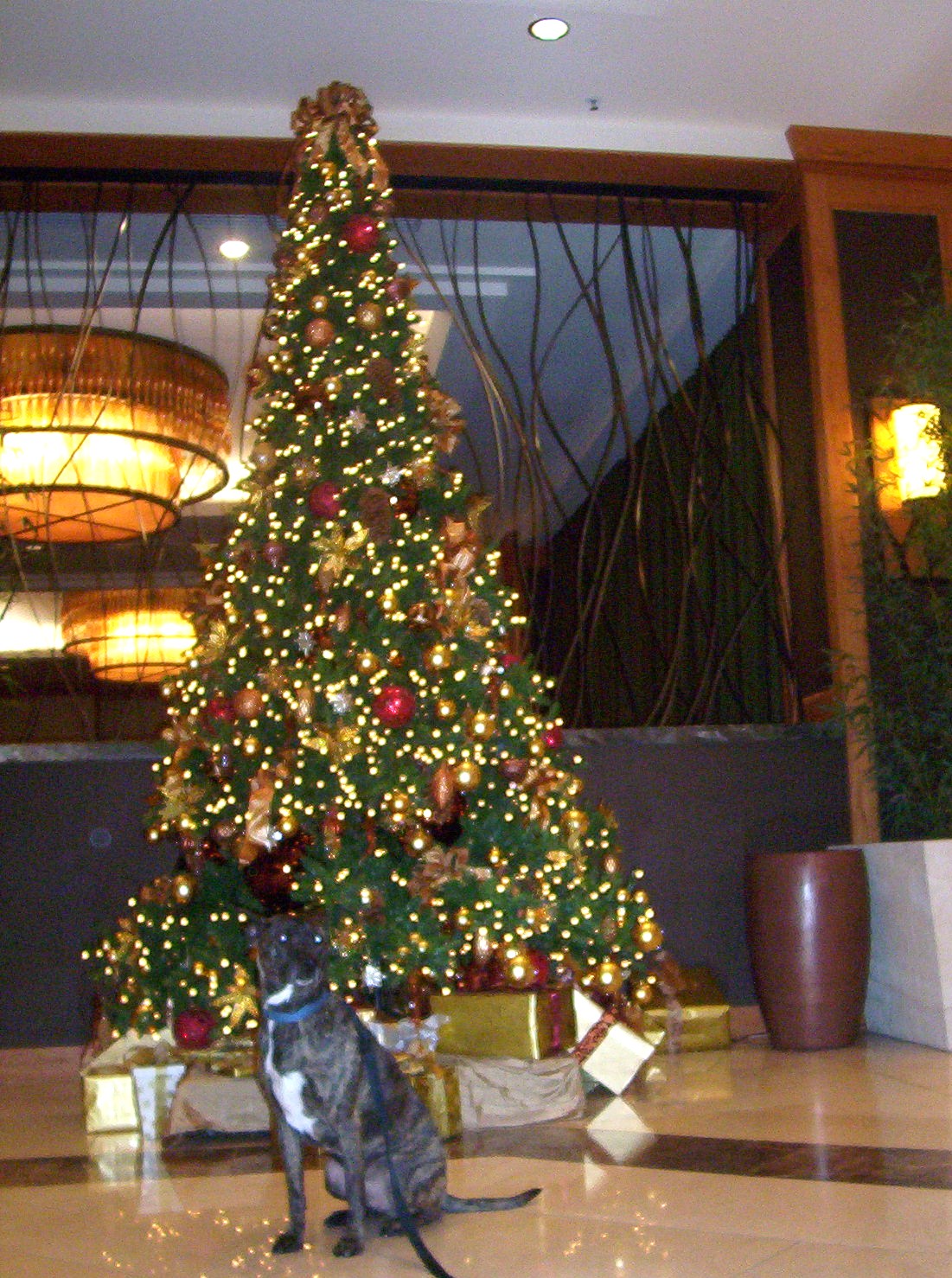 [christmas+tree.JPG]