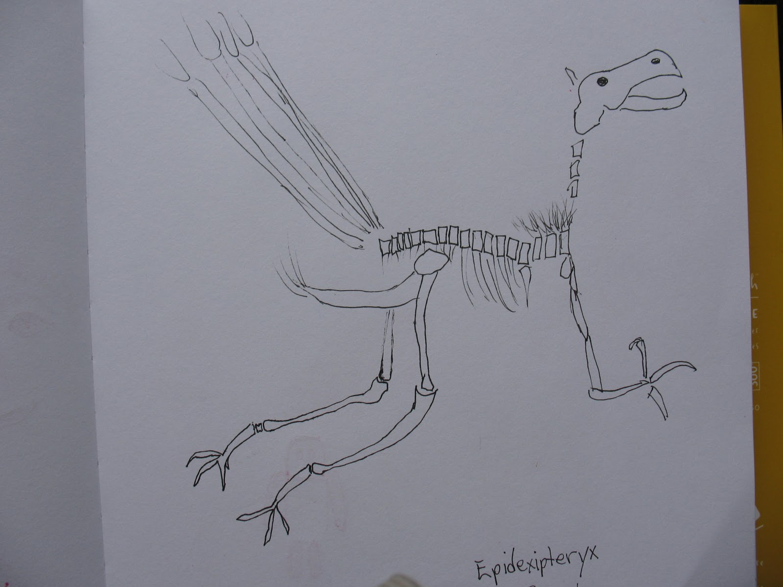 epidexipteryx fossil