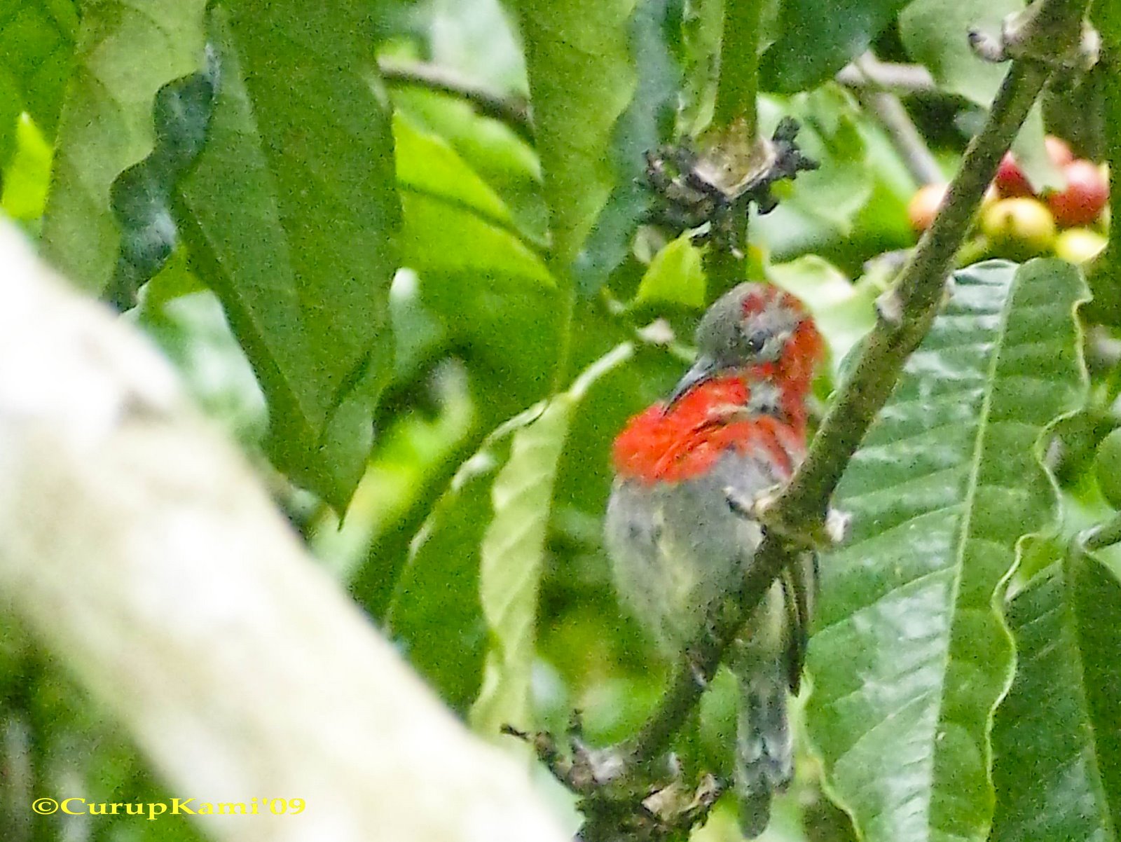 [Aethopyga+siparaja+sp+(4).jpg]