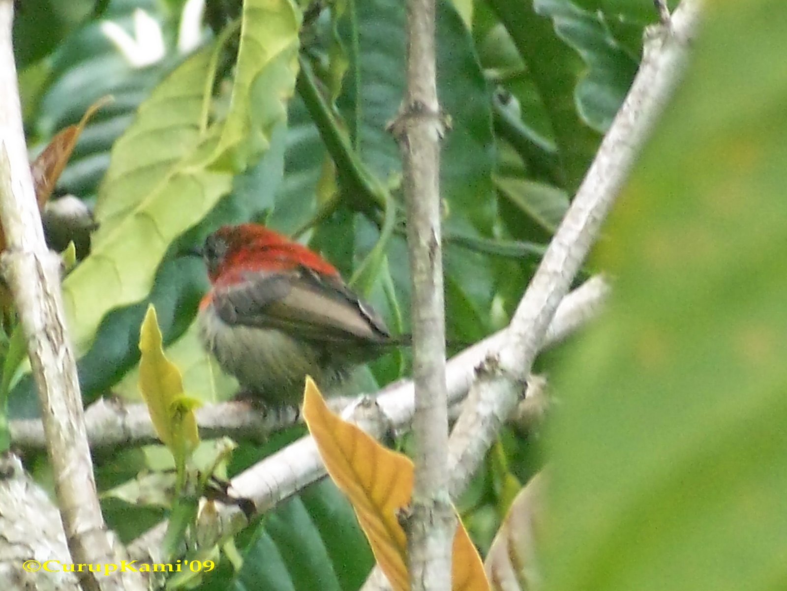 [Aethopyga+siparaja+sp+(22).jpg]