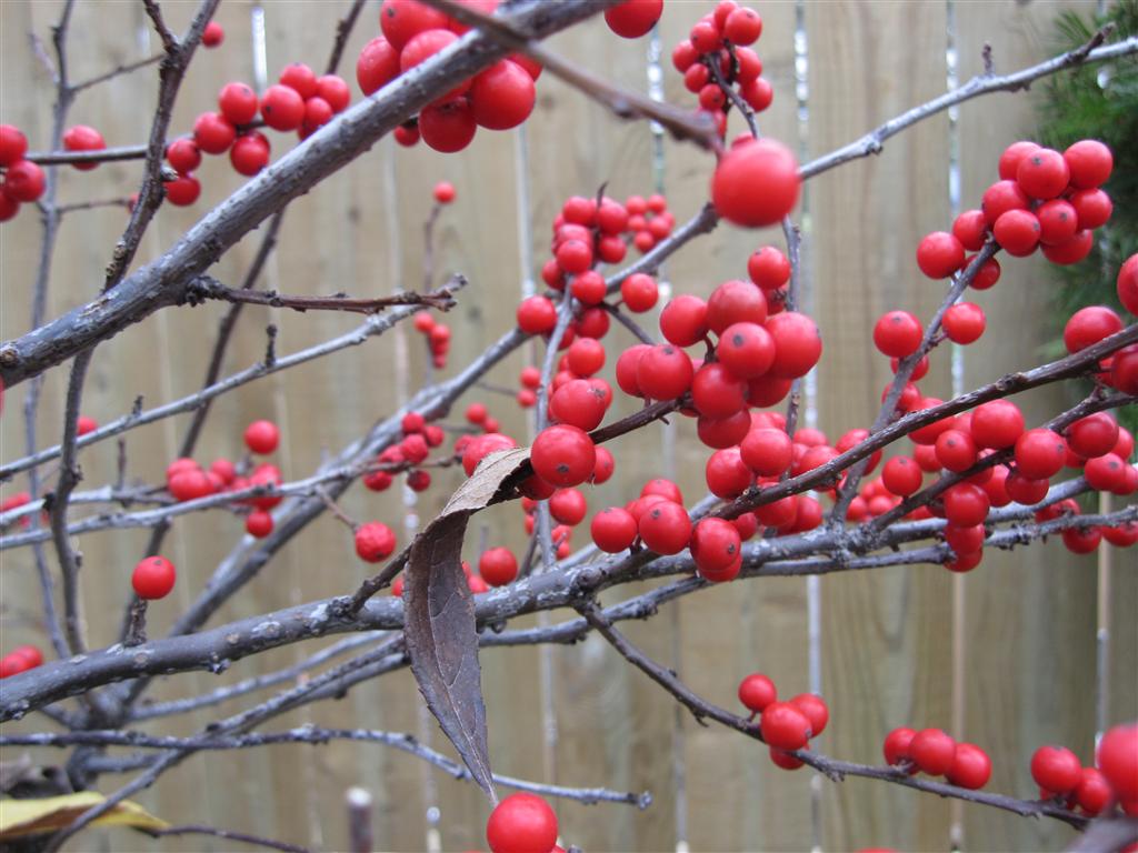 Valley View Farms Fresh Holiday Greens