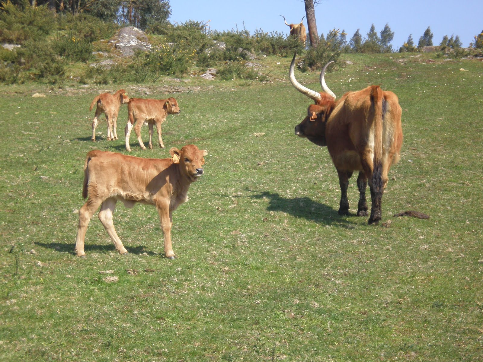 bordercachenas Primaveira en Boimorto