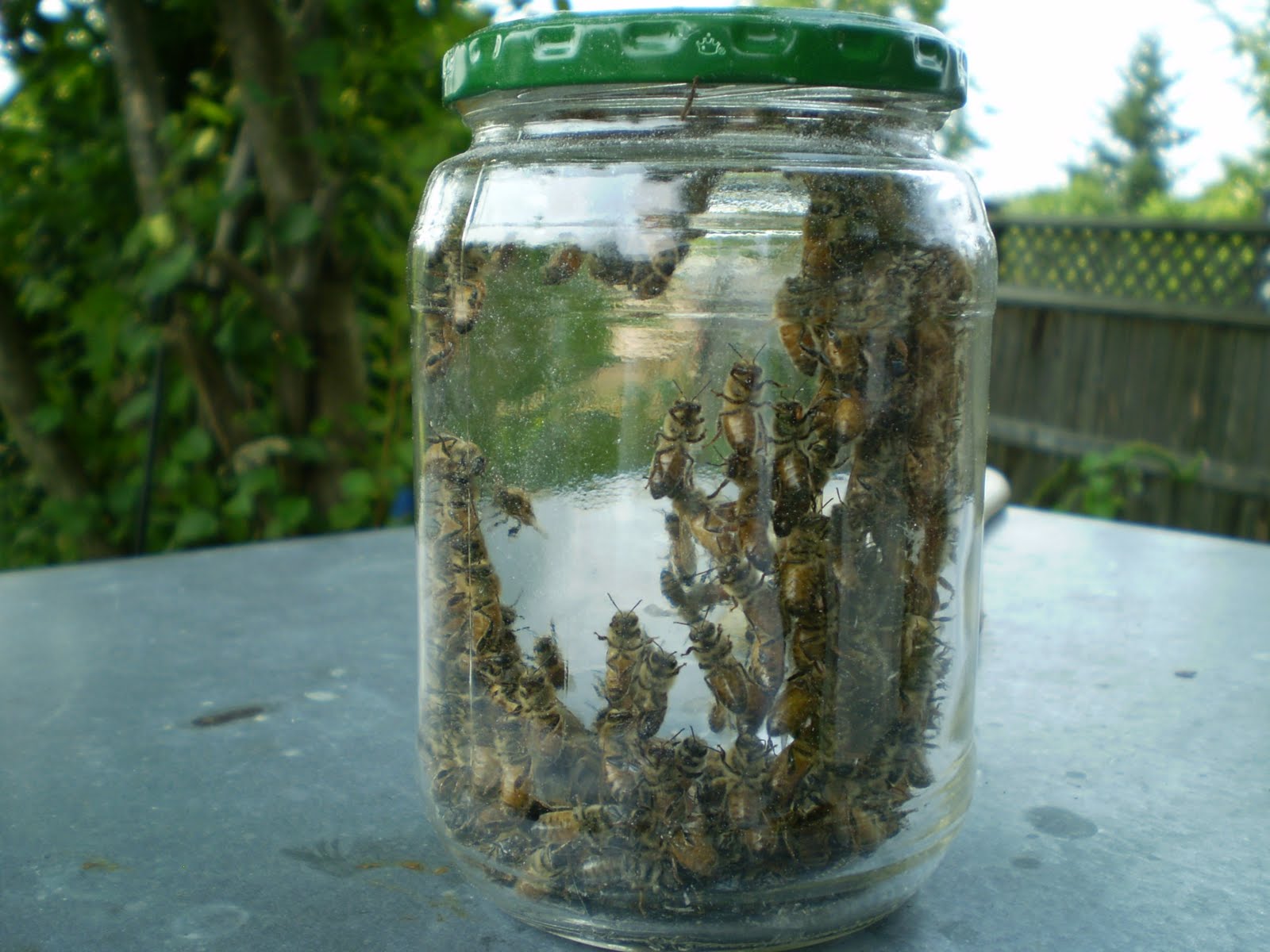 Bees of Stoney Creek Varroa Testing Alcohol Wash vs Sugar Dusting method