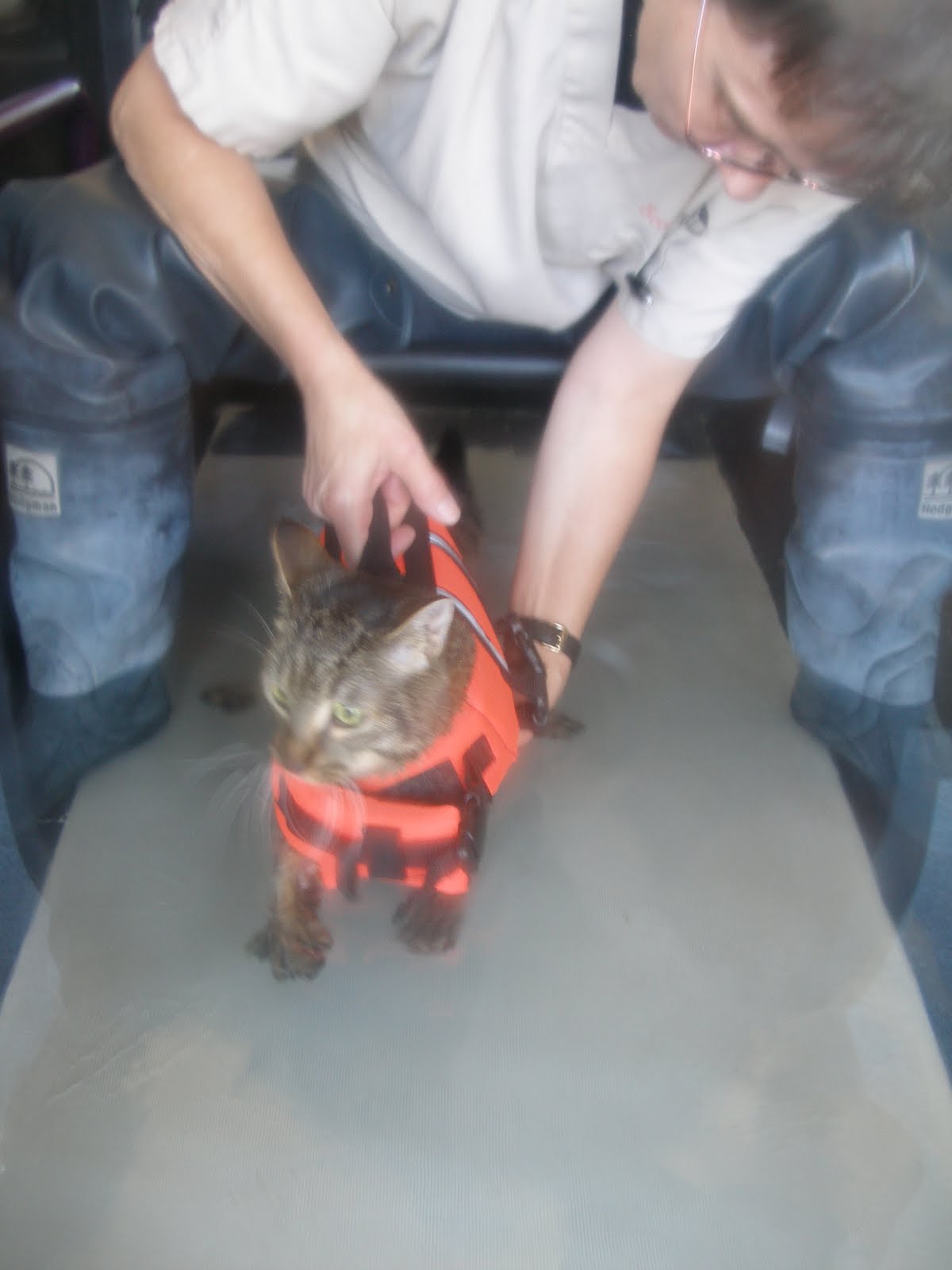 Save Moki The Wobbly Cat Moki's 1st Physical Therapy Session (Animal