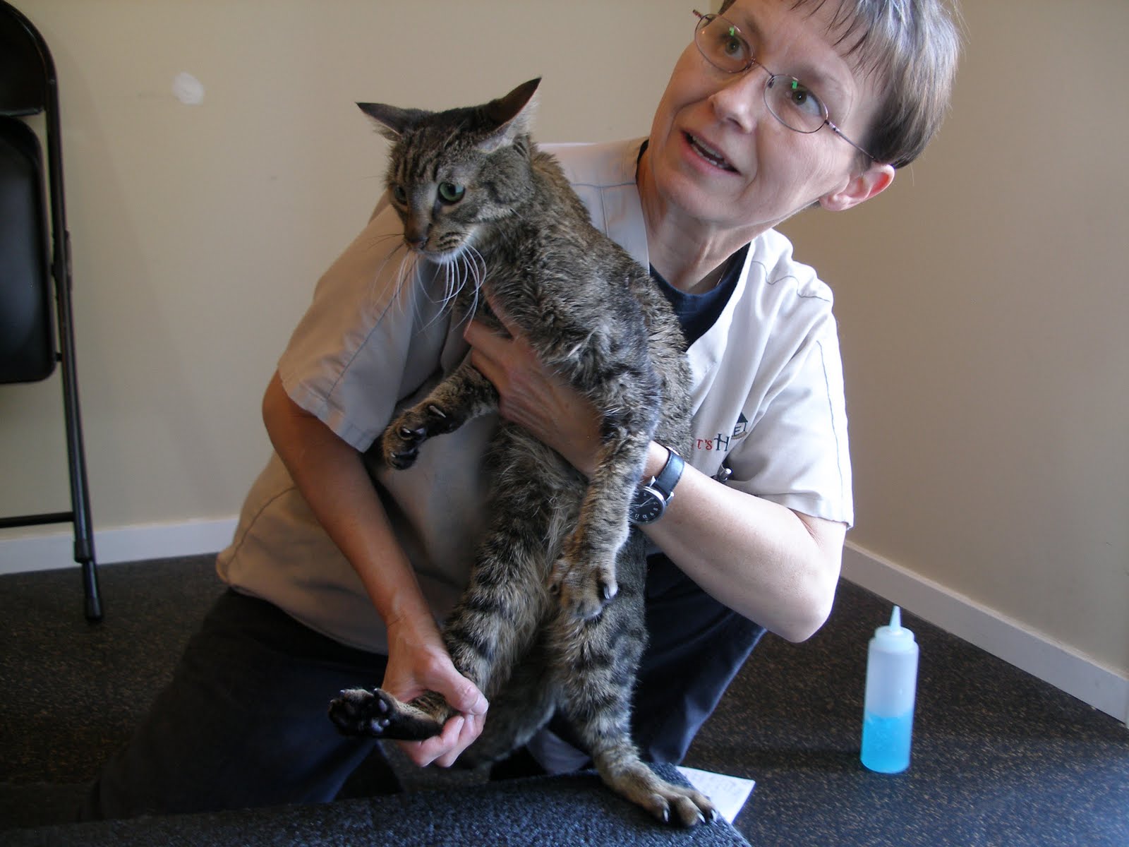Save Moki The Wobbly Cat Moki's 1st Physical Therapy Session (Animal