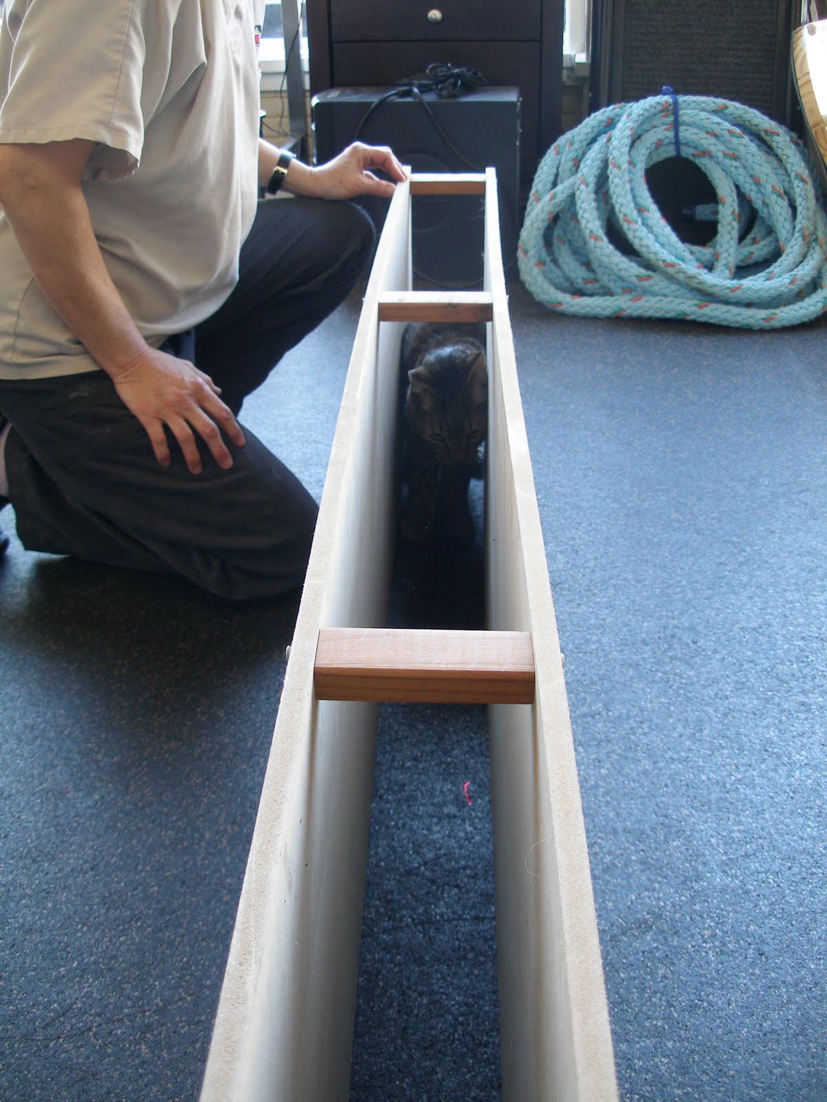 Save Moki The Wobbly Cat Physical Rehab For Animals Scout's House