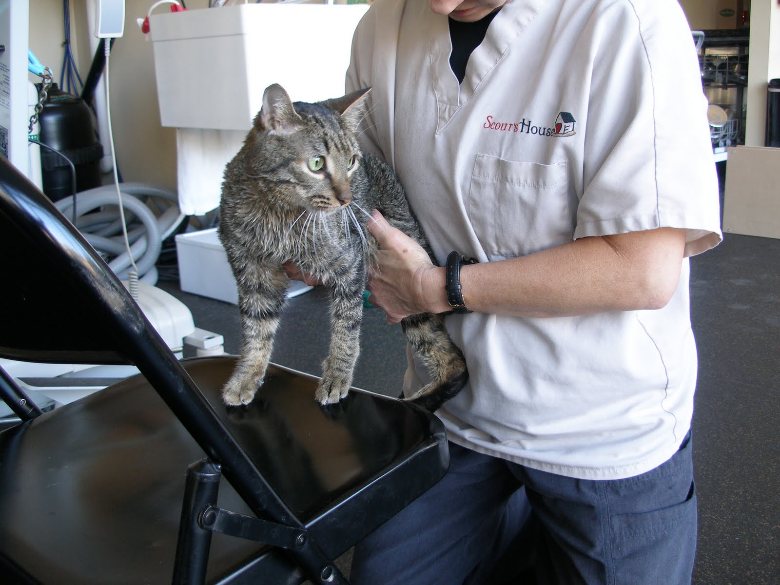 Save Moki The Wobbly Cat Physical Rehab For Animals Scout's House