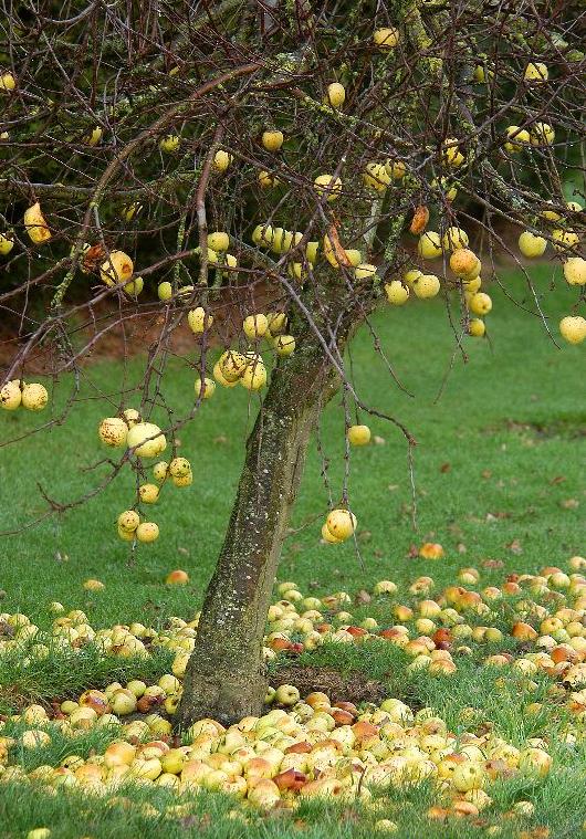 springtime-old-apple-tree-with-last-seasons-dropped-apples-vert.jpg