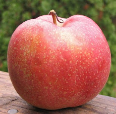 Spitzenburg a ribbed red apple