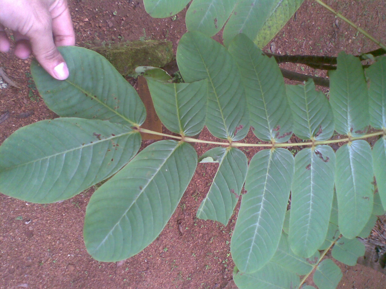 AYURVEDA SHASTRA ( आयुर्वेद शास्त्र ) MEDICINAL PLANTS