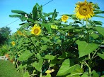 Bunga Matahari Nama Saintifik : BUNGA INDAH: Bunga Matahari - Kultivar yang dibuat hanya untuk satu kegunaan tertentu saja.