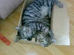 Gismo und Spider unsere ersten zwei Stubentiger