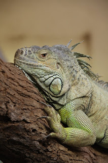 Roheleeguan