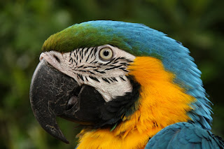 Ara ararauna (ararauna e lasuuraara)