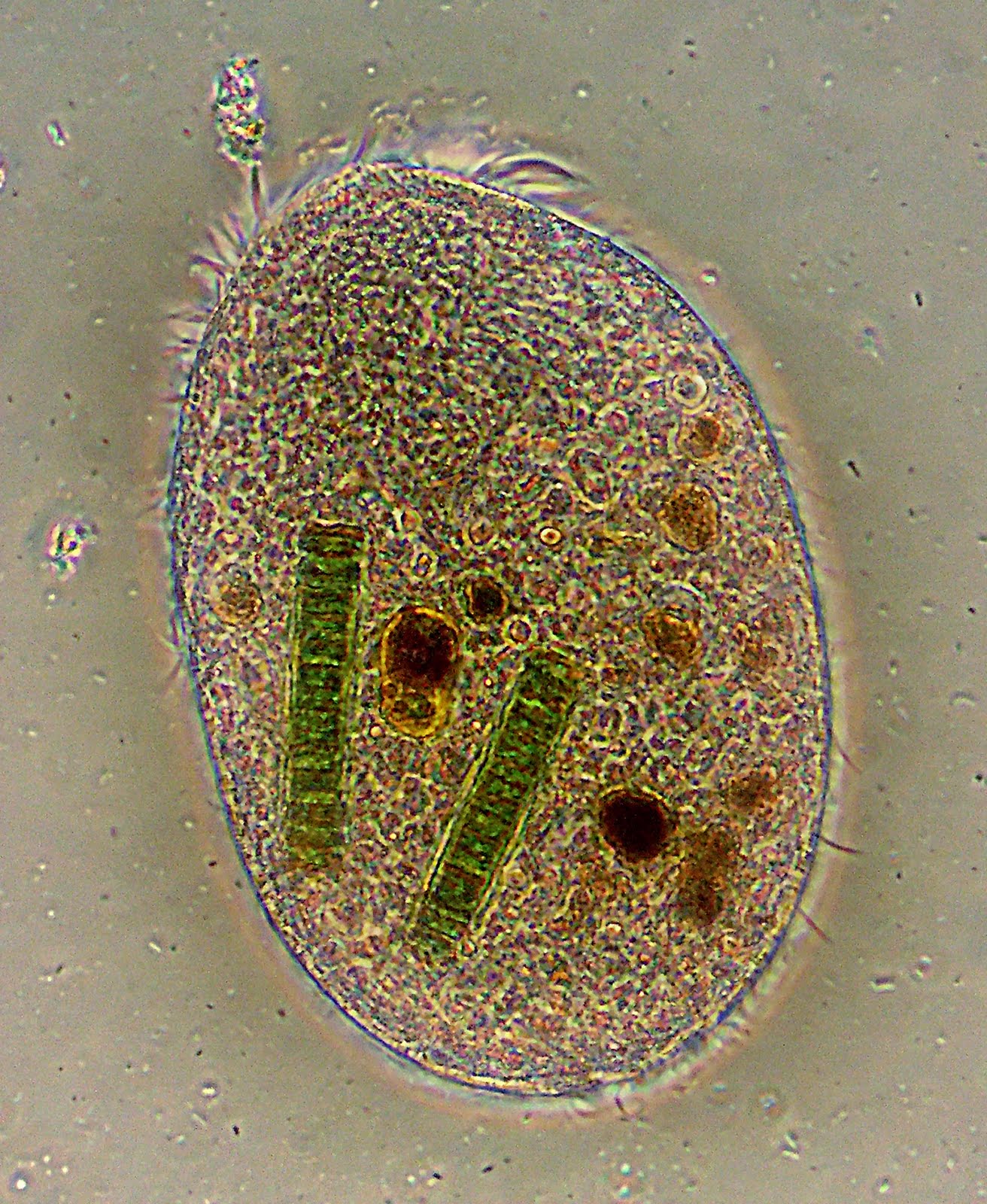 Il Microscopio: novembre 2009