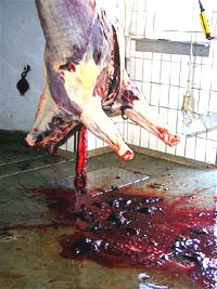 Pools of blood from a carcass in an abattoir