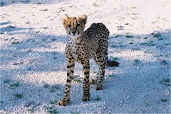 Cheetah cub Botswana