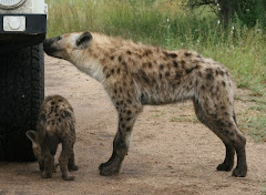 Hyena in the Krugar