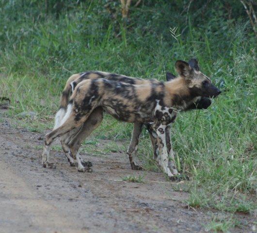 Young painted dog in Hluhluwe