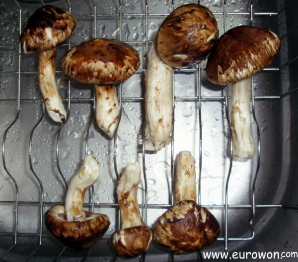 Setas songi (matsutake), la joya del otoño coreano [Eurowon]