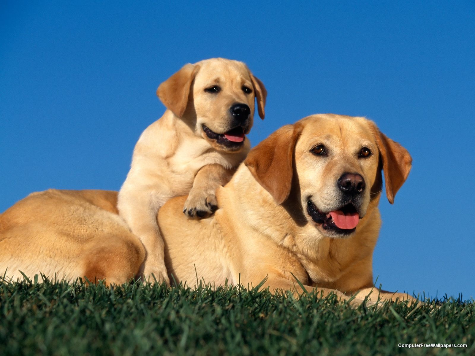 [Yellow+Labradors.jpg]