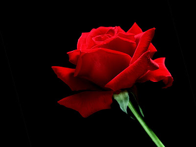 A+single+rose+drawing