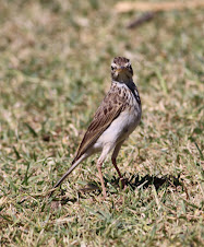 African  Pipit
