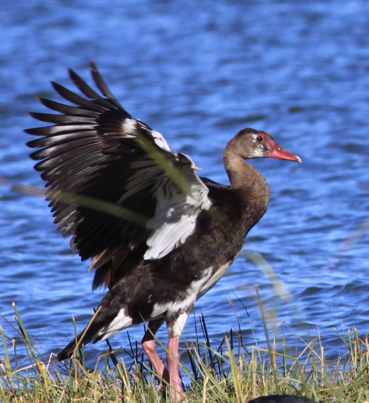 [Spurwingrd+goose.jpg]