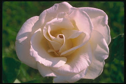 La Rosa pallida