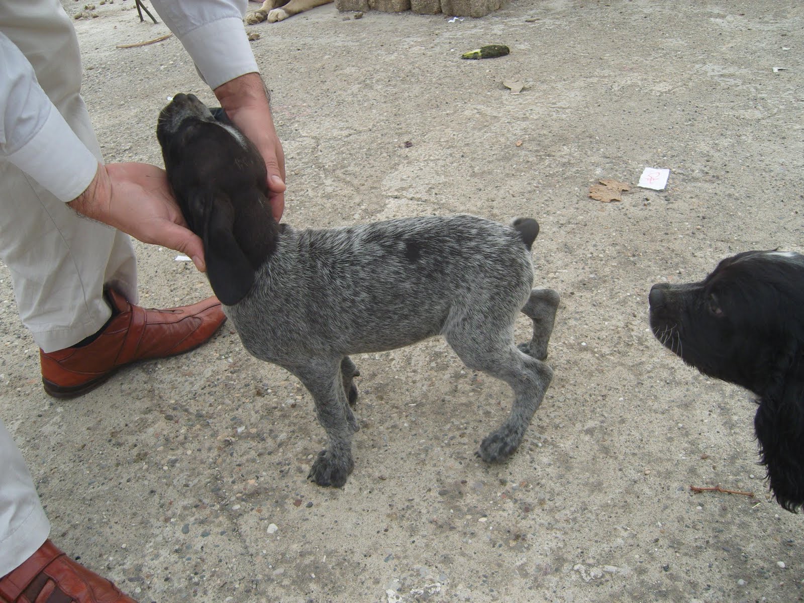 ERKEK TARSUS ÇATALBURUN AV KÖPEĞİ YAVRUSU, AV KÖPEKLERİ, SATILIK,UCUZ
