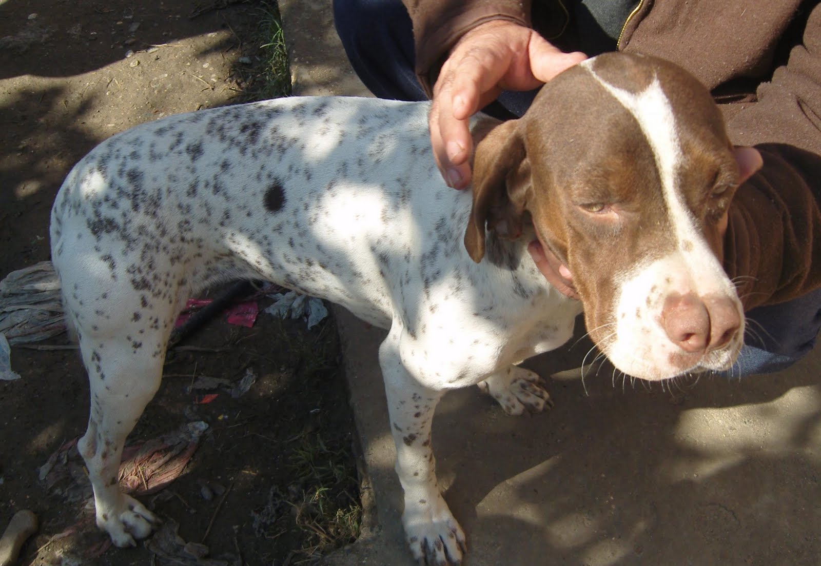 satılık pointer av köpeği yavruları